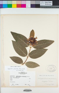 Calycanthus occidentalis image