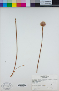 Armeria maritima image