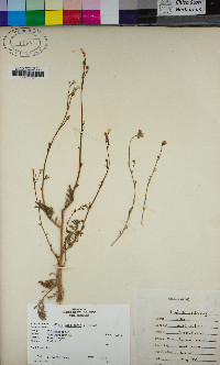 Gilia angelensis image