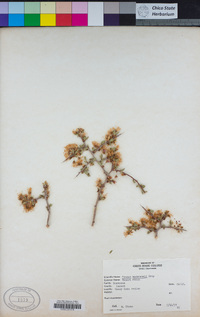 Prunus andersonii image