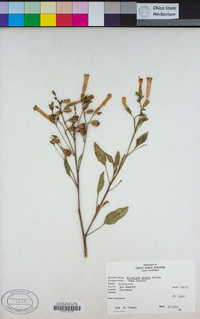 Nicotiana glauca image