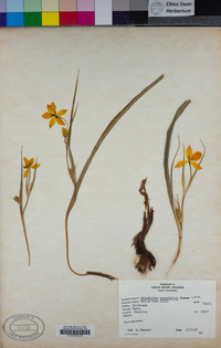 Calochortus monophyllus image