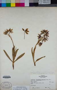 Fritillaria purdyi image