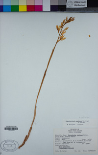 Cephalanthera austiniae image