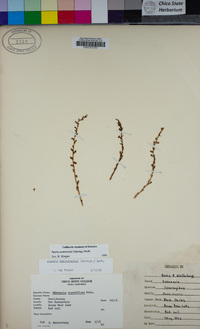 Piperia unalascensis image