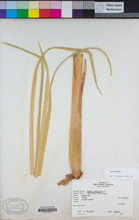 Typha latifolia image