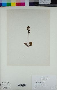 Pyrola chlorantha image