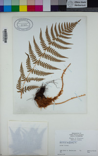 Dryopteris marginalis image