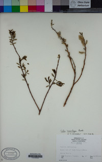 Salix lasiolepis image