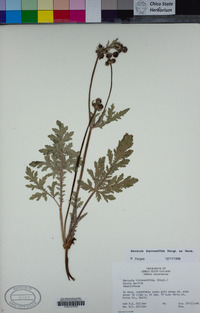 Sanicula bipinnatifida image