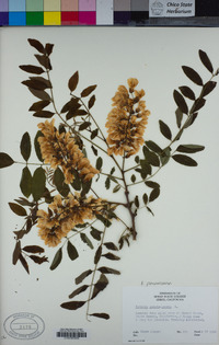 Robinia pseudoacacia image