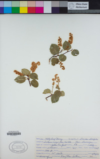 Prunus ilicifolia image