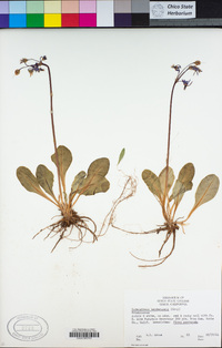 Primula hendersonii image