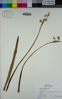 Leucojum aestivum image