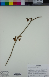 Aristolochia californica image