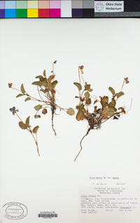 Viola adunca subsp. adunca image