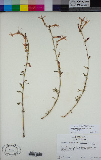 Ipomopsis aggregata subsp. aggregata image