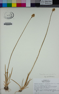 Triantha occidentalis subsp. occidentalis image