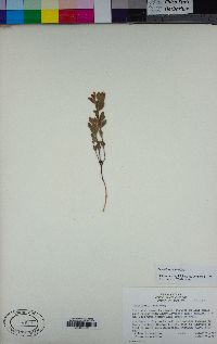 Scutellaria nana image