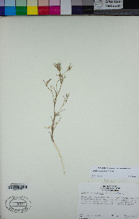 Eriastrum signatum image