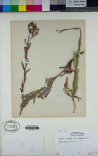 Lactuca tatarica subsp. pulchella image