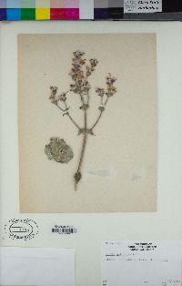 Salvia aethiopis image