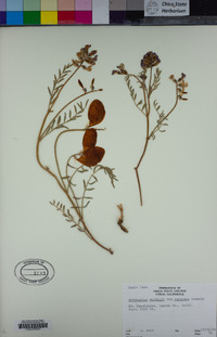 Astragalus whitneyi var. confusus image