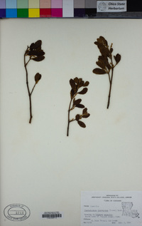 Phoradendron leucarpum image