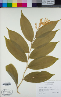 Maianthemum racemosum image