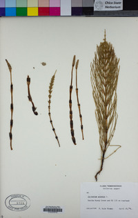 Equisetum arvense image