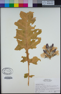 Acanthus mollis image