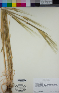 Hordeum vulgare image