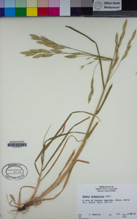 Bromus catharticus image