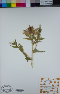 Mentzelia laevicaulis image