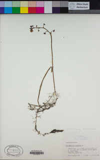 Utricularia macrorhiza image