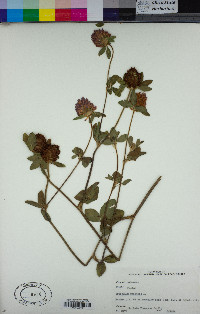 Trifolium pratense image