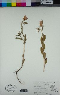 Oenothera speciosa image