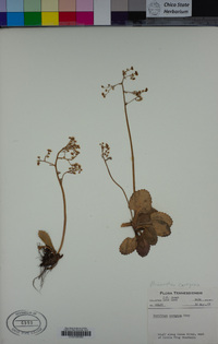 Image of Micranthes careyana