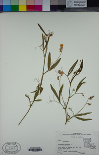 Lathyrus hirsutus image