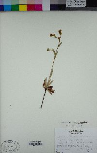 Plagiobothrys fulvus var. campestris image
