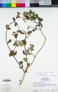 Lonicera subspicata image