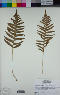 Polypodium glycyrrhiza image