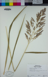 Sorghum halepense image