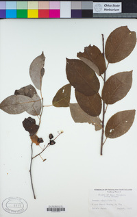 Prunus virginiana image