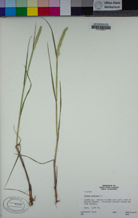 Phleum pratense image