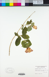 Lonicera ciliosa image