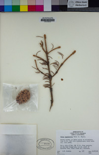 Picea engelmannii image