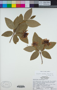 Calycanthus occidentalis image