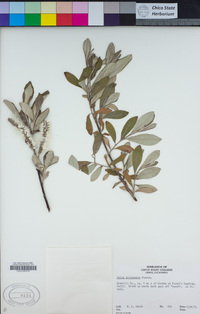 Salix sitchensis image