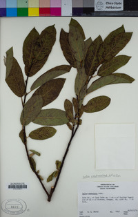 Salix eastwoodiae image